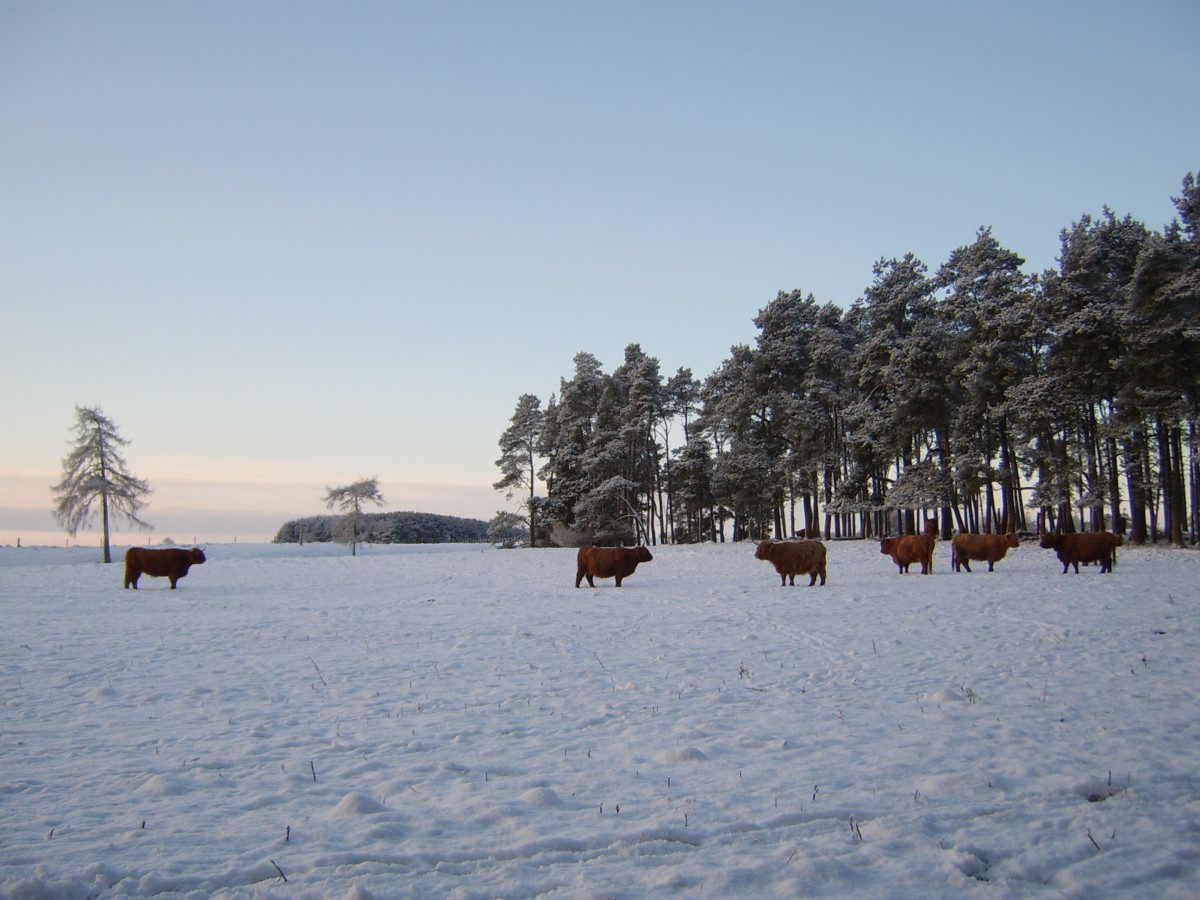 Highland Coos in the wintry Perthshire countryside.
