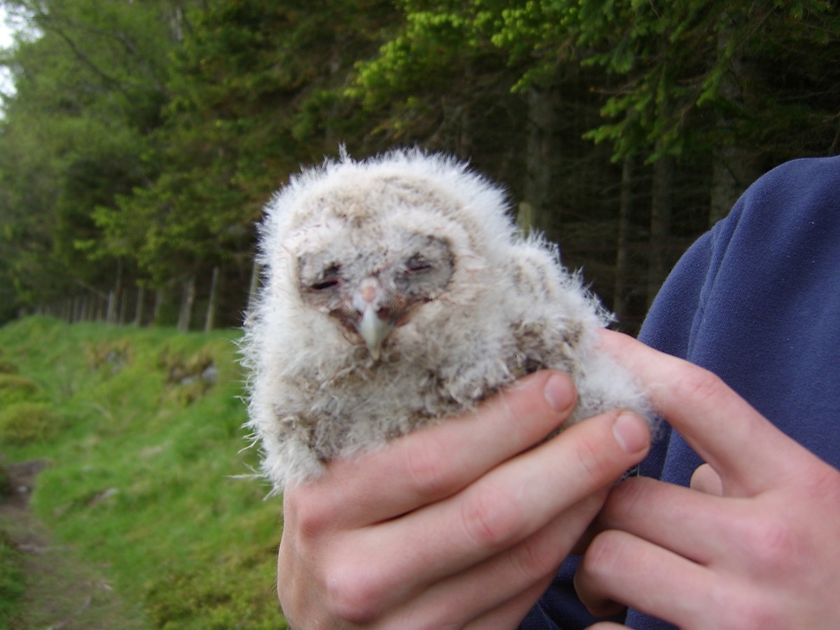 A little owlet happy for the warmth of contact.
