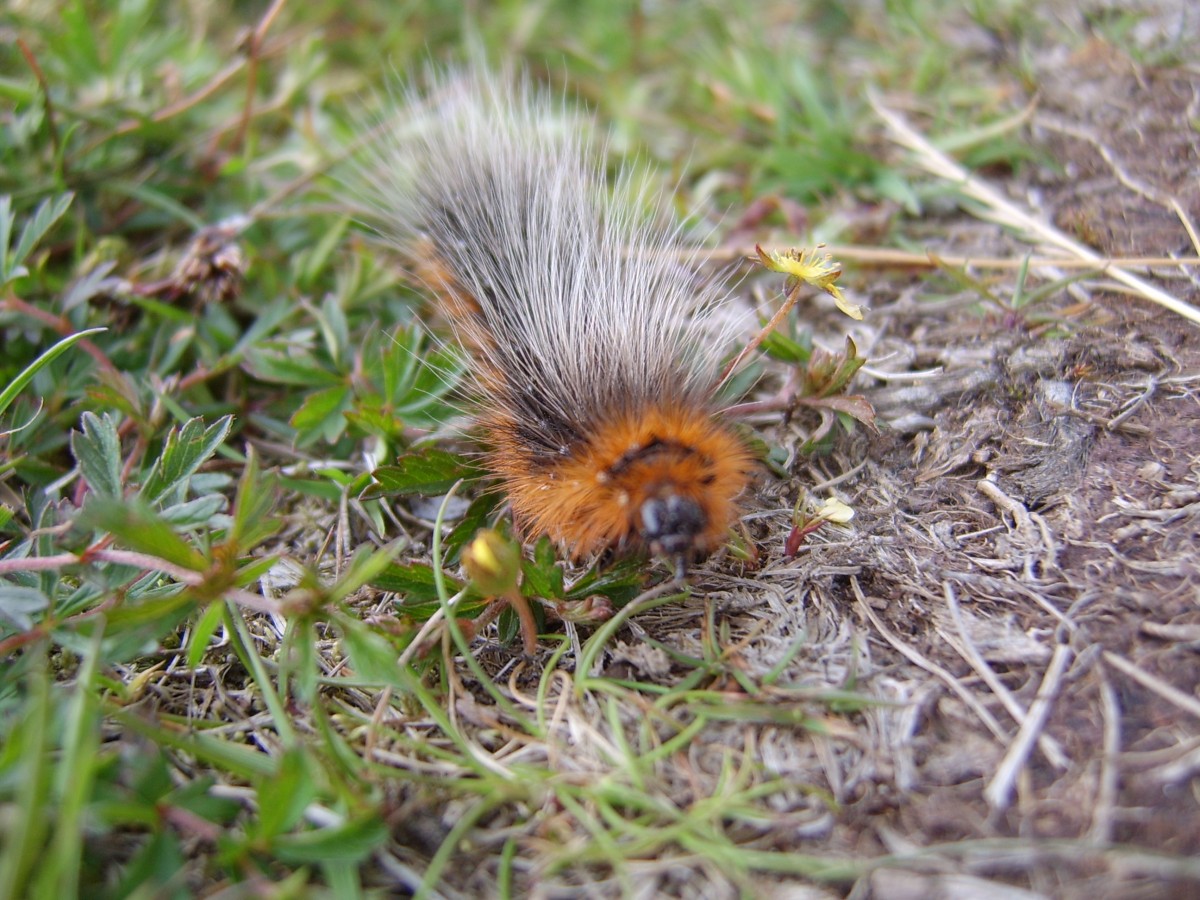 This woolly bear - Garden Tiger moth larvae looks stunning.