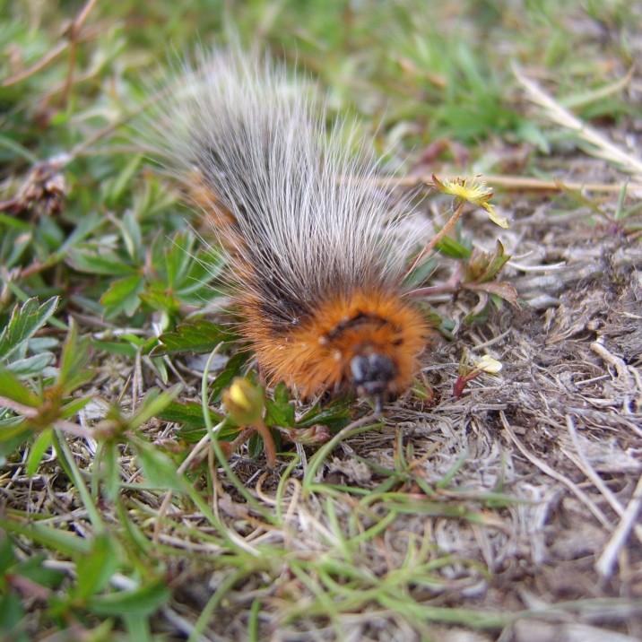 This woolly bear - Garden Tiger moth larvae looks stunning.