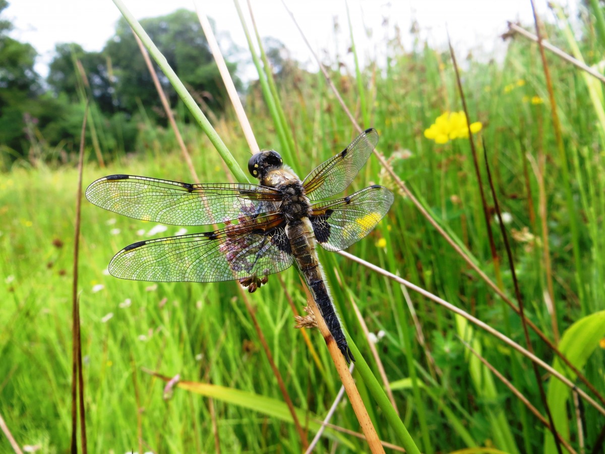This four spotted chaser is a glorious example of nature at her most beautiful.