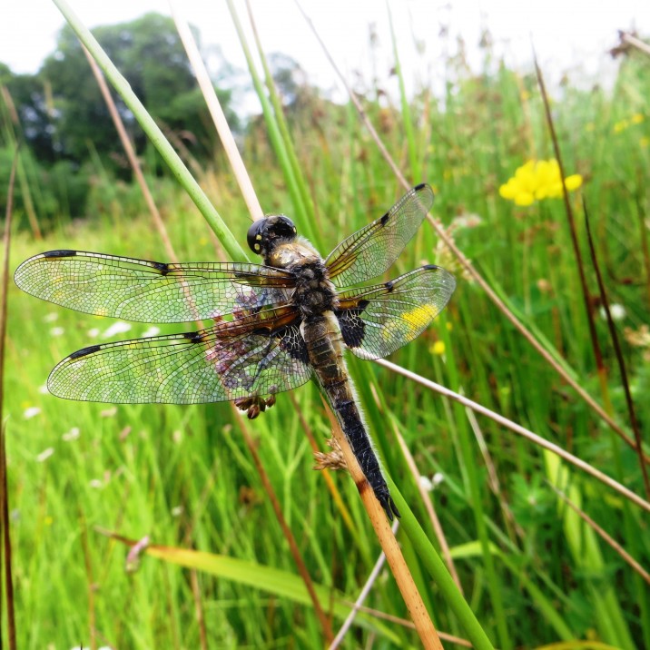 This four spotted chaser is a glorious example of nature at her most beautiful.