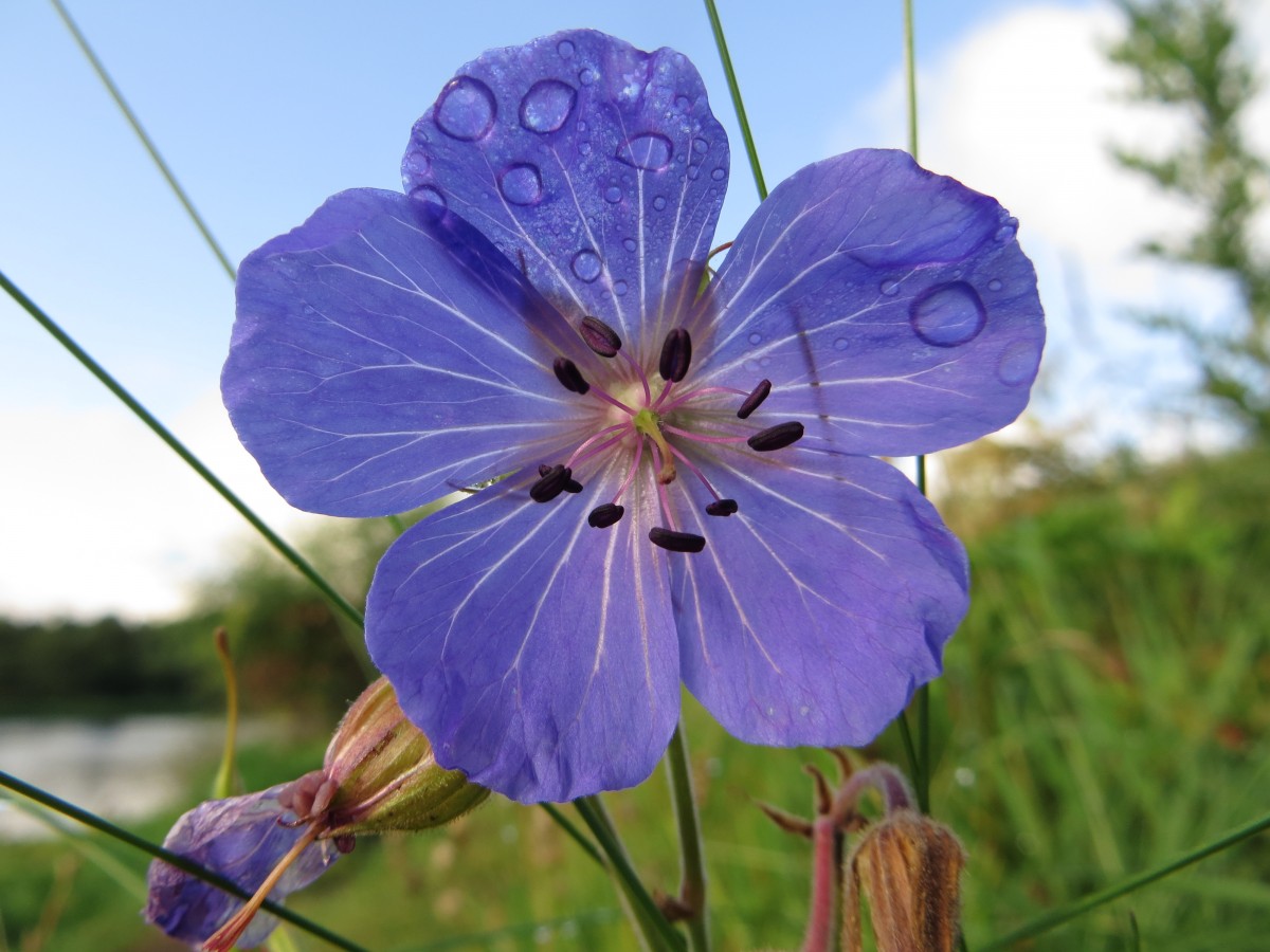 Meadow cranesbill can be found all over the countryside of Perthshire.