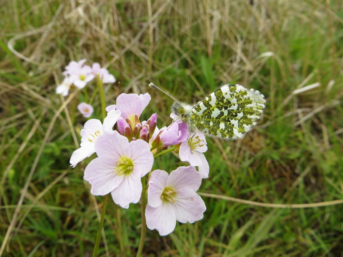 Beautiful Orange Tip in Perthshire