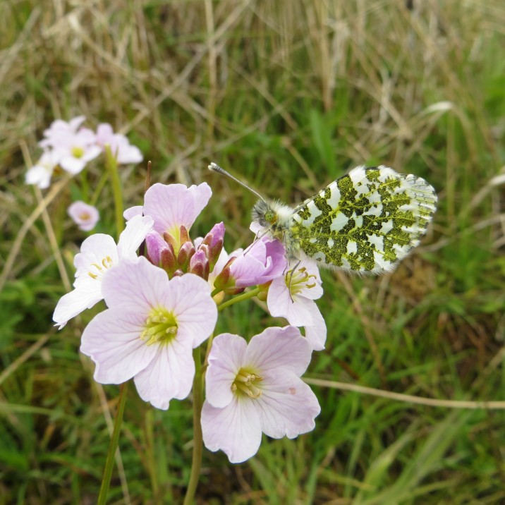 Beautiful Orange Tip in Perthshire