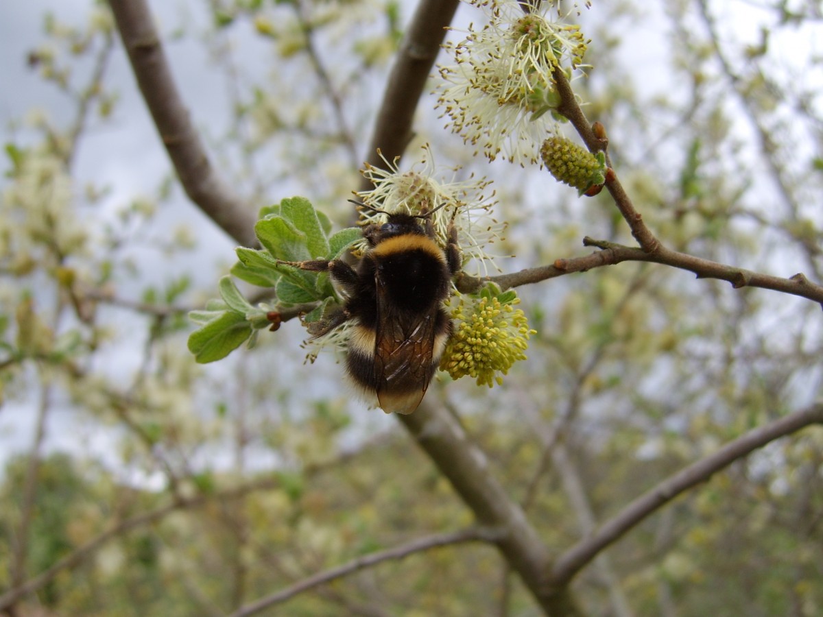 A bumble bee on catkin is a gorgeous site to see.