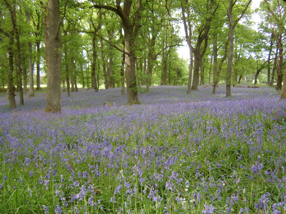 The stunning Bluebell Woodlands can be found across Perthshire.