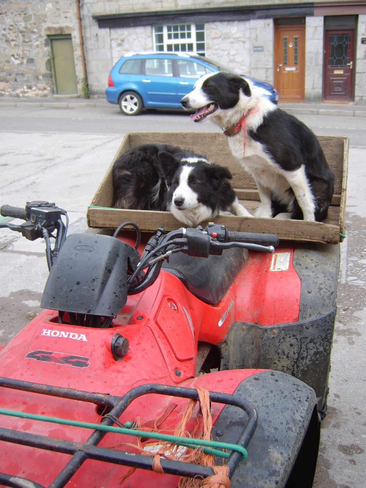 Dogs on a quad!