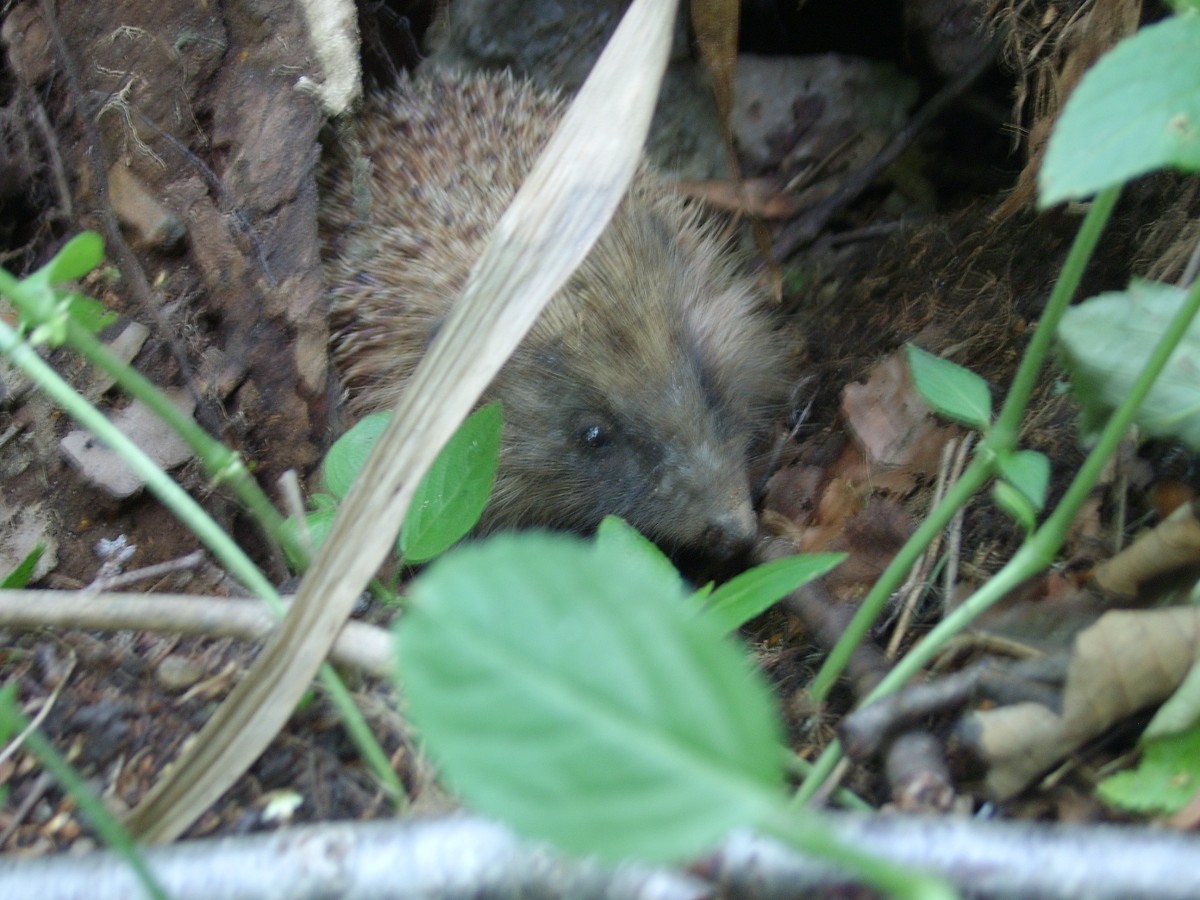 A wee hedgehog nestled in the undergrowth.