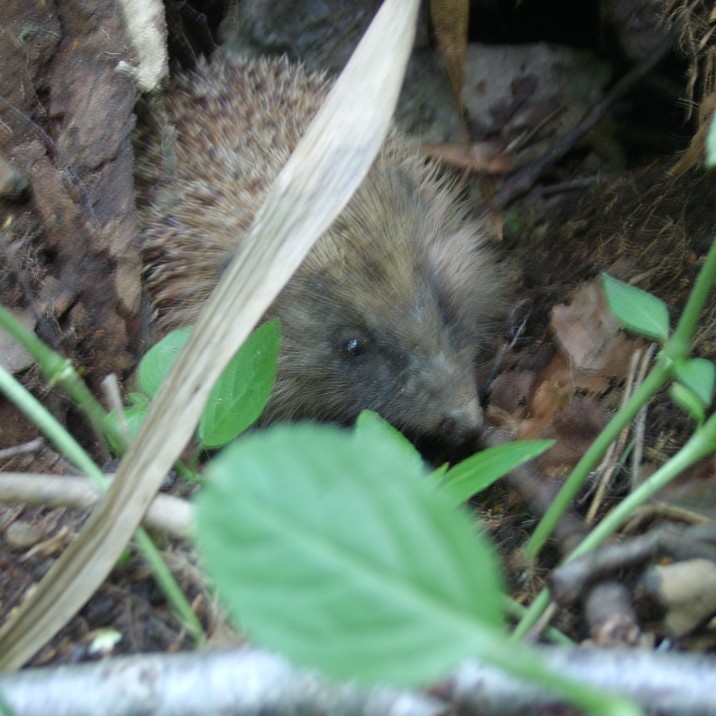 A wee hedgehog nestled in the undergrowth.