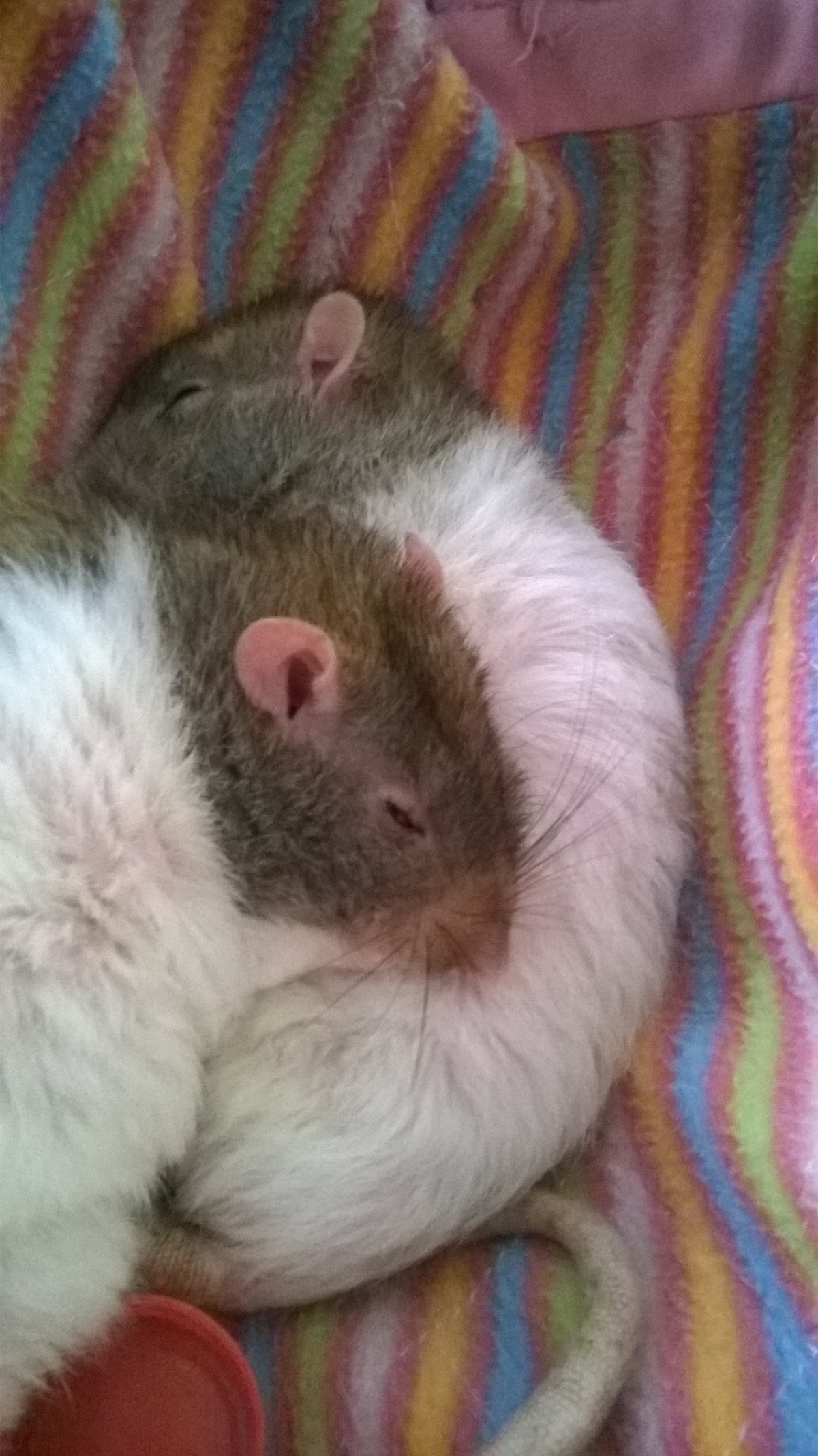 Sleeping Pierre and Theo... a wee snooze!