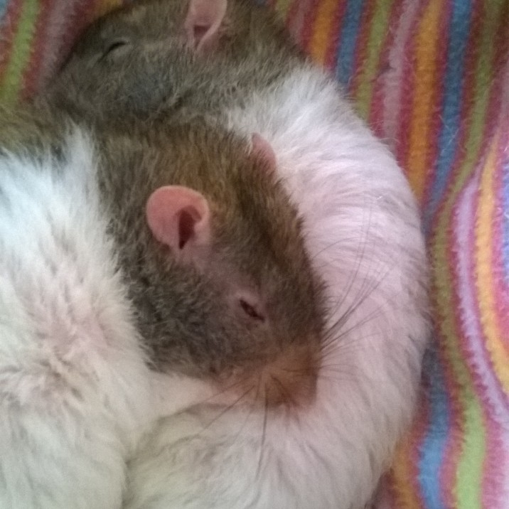 Sleeping Pierre and Theo... a wee snooze!