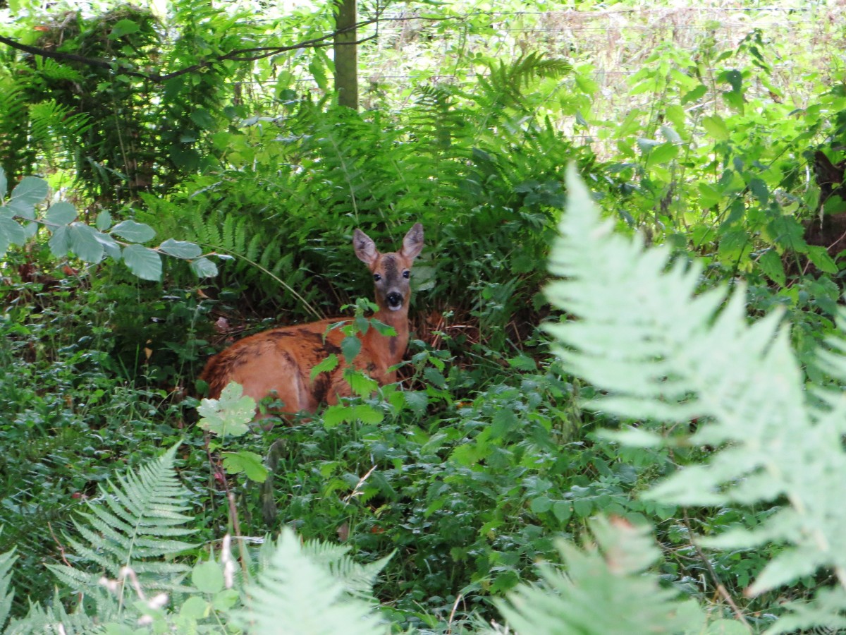 Roe Deer in the Perthshire undergrowth.
