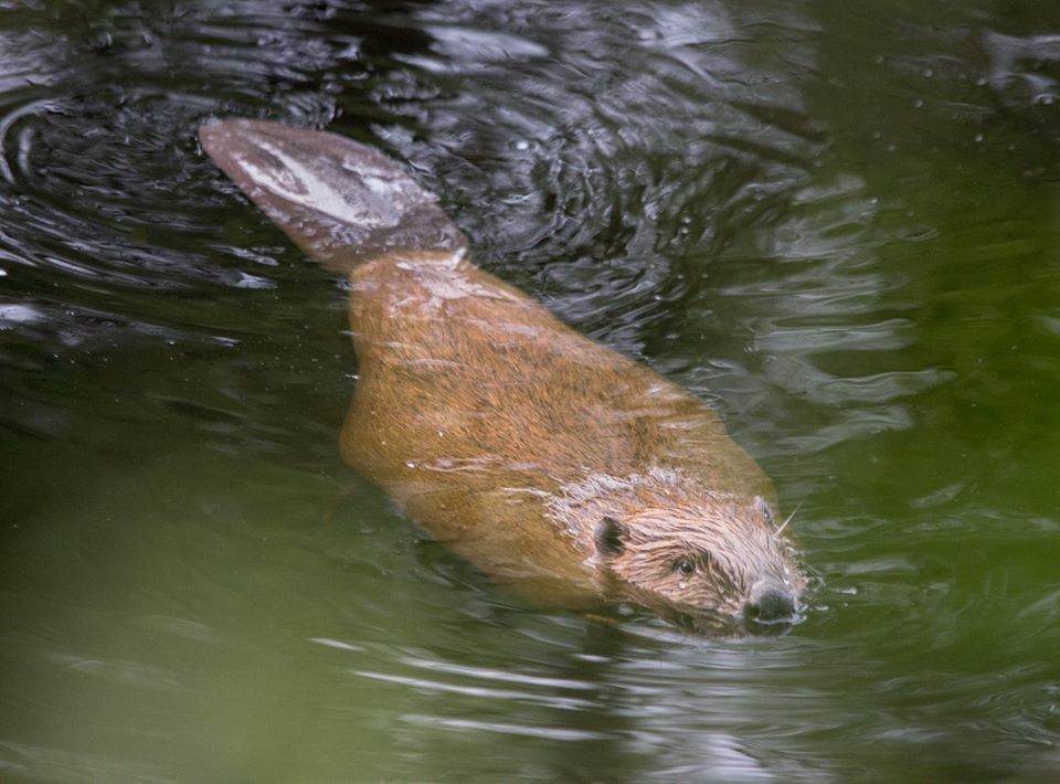 A European Beaver spotted on one of Daniele's Private Beaver Safaris, copyright Dave Walsh.