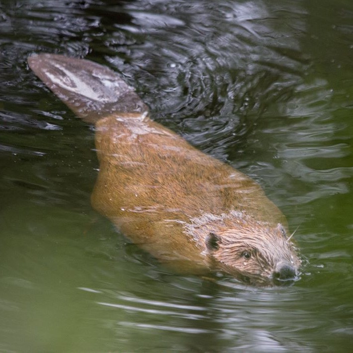 A European Beaver spotted on one of Daniele's Private Beaver Safaris, copyright Dave Walsh.