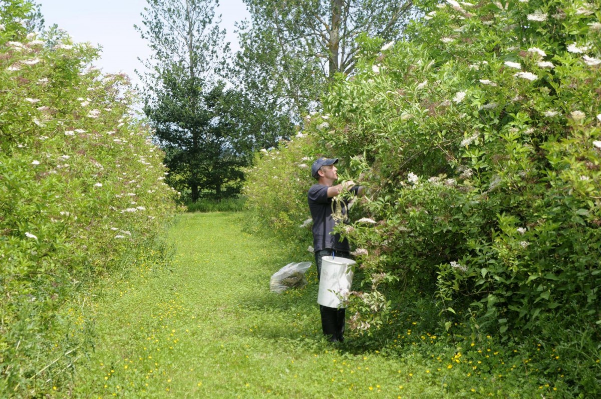 Cairn o Mohr has the only commercial elderflower orchard in Scotland.