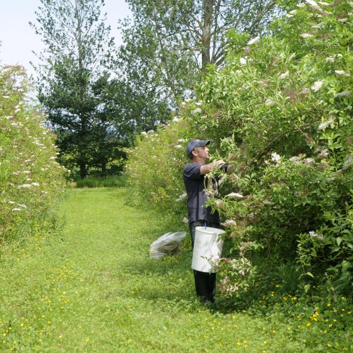 Cairn o Mohr has the only commercial elderflower orchard in Scotland.
