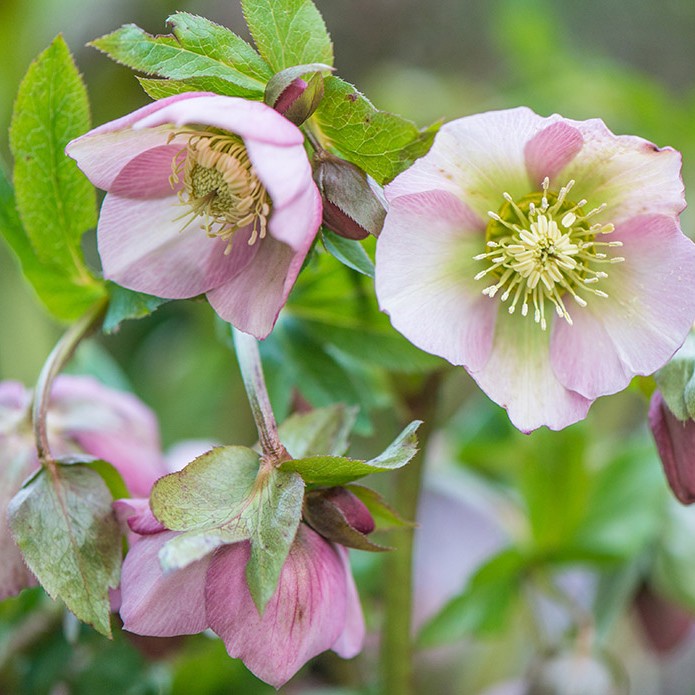 Delicious Early spring green soup