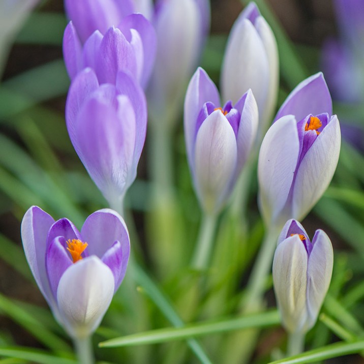 Deliciously tempting early spring green soup