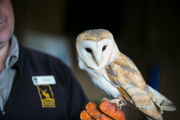 Highland Safaris Barn Owl