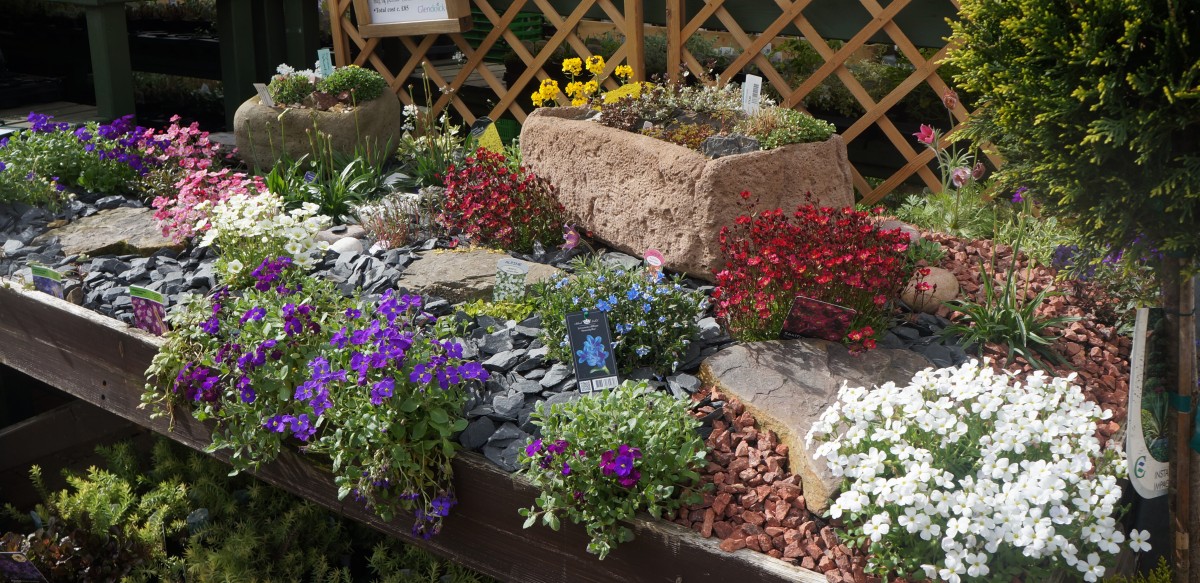 Alpine Plants for Scotland from Ken Cox, Plant Hunter