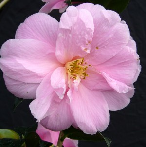 Growing Beautiful Camellias