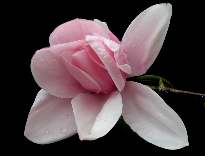 GARDENS Magnolia Star Wars