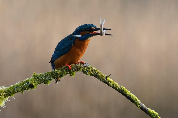 Outdoor Adventures Nature Nuts Kingfisher