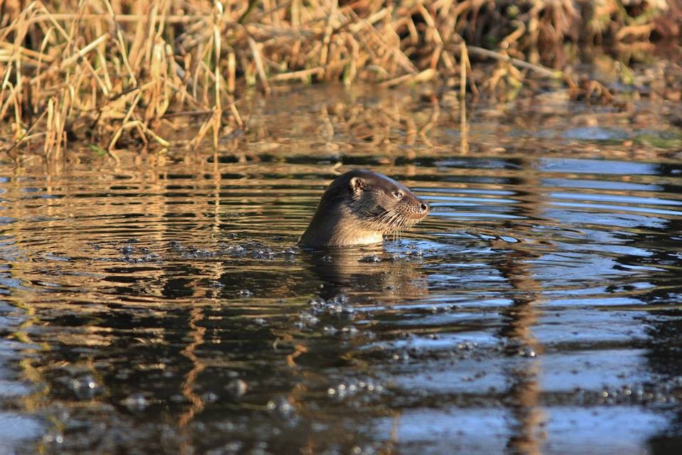 Outdoor Adventure Nature Nuts otter