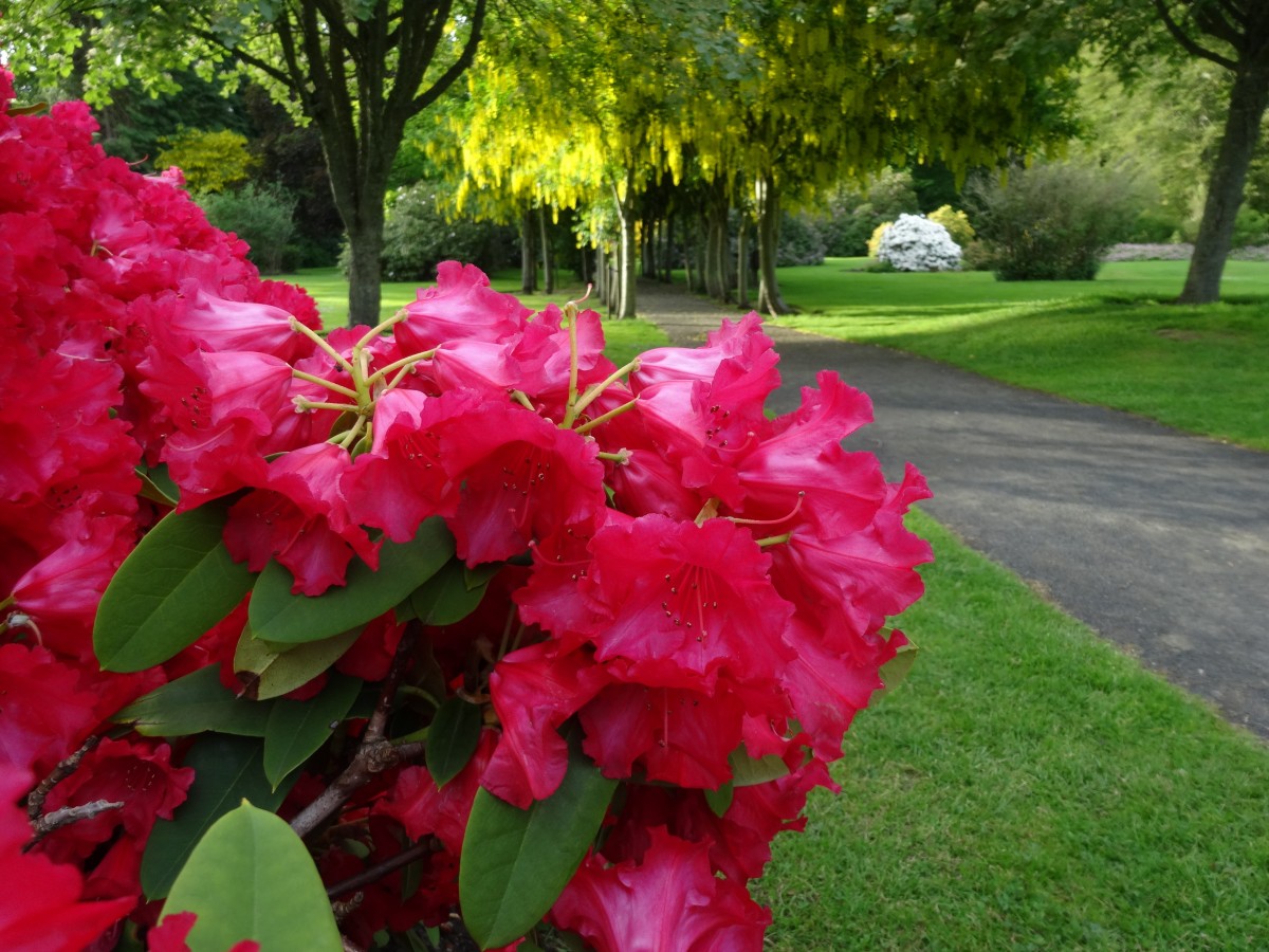 The gardens at Scone Palace are beautiful and steeped in history, definitely worth a visit this summer.