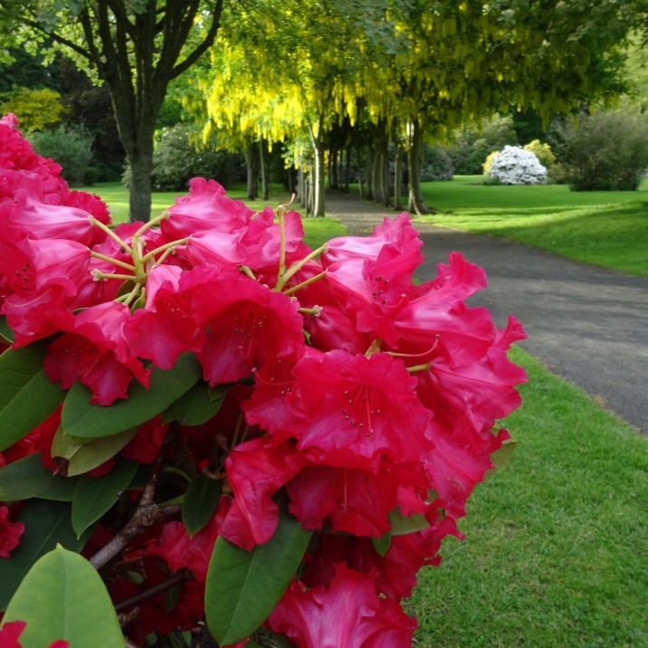 The gardens at Scone Palace are beautiful and steeped in history, definitely worth a visit this summer.