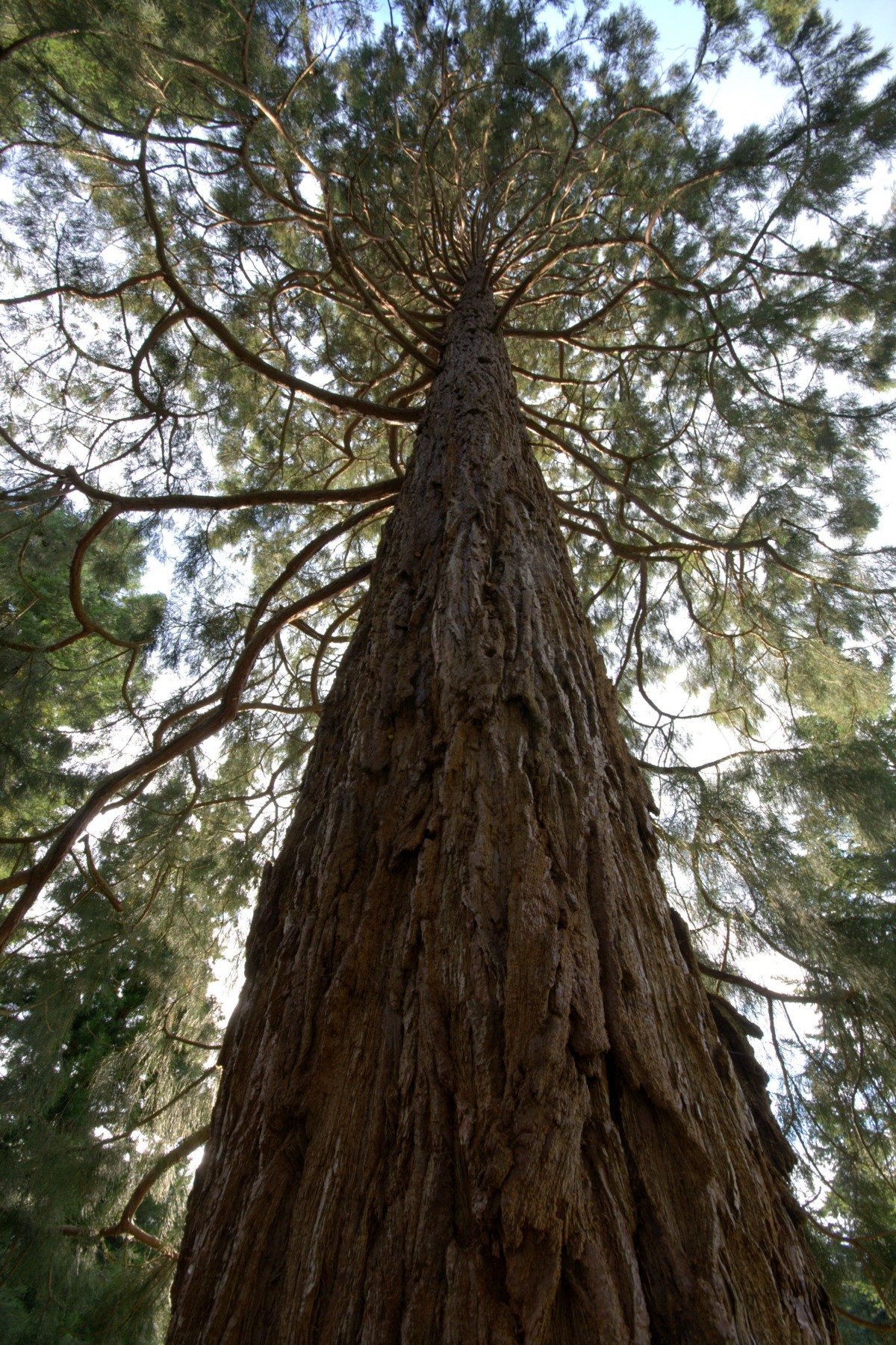 Outdoor Adventures Scone Palace tree