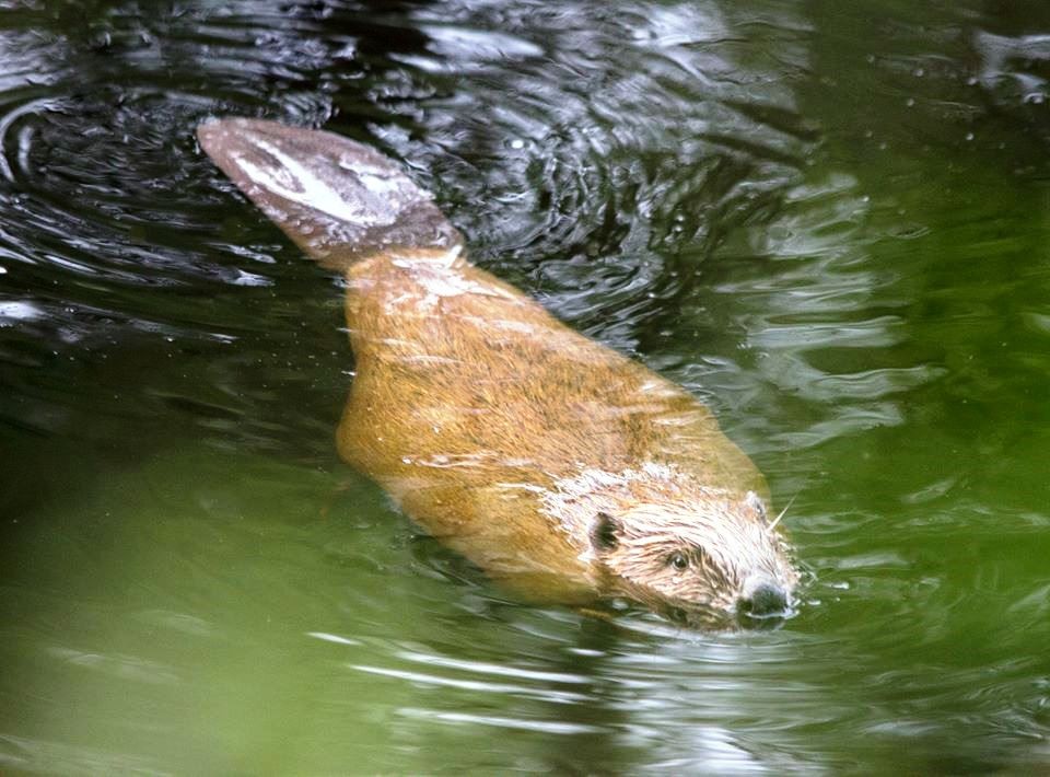 Outdoor Adventures Perthshire Wildlife beaver