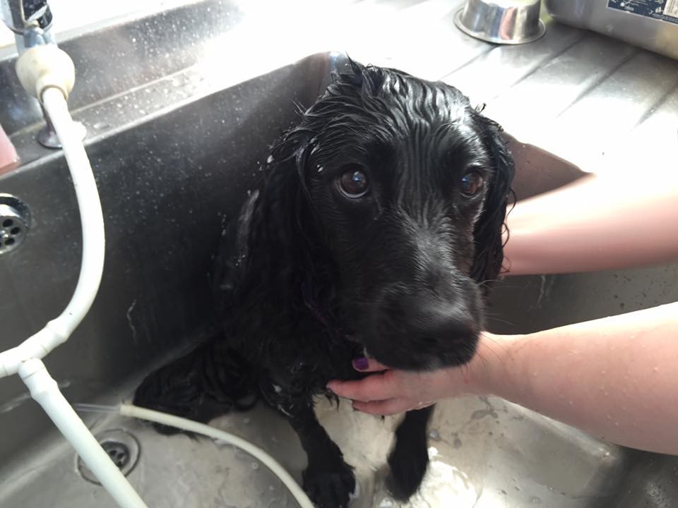 Sean Wilson sent us this great picture of Summer getting a bath after rolling about in some muddy puddles....she doesn't look too happy but still super cute!