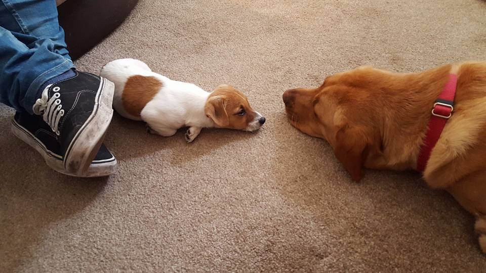 Vivians new pup Harvey seems keen to meet his big sister Lexi the 2yr old Labrador.  She looks like she is going to be a very relaxed big sis!