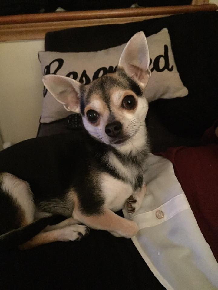 Rex the chihuahua is so cute posing for his owner Aine!