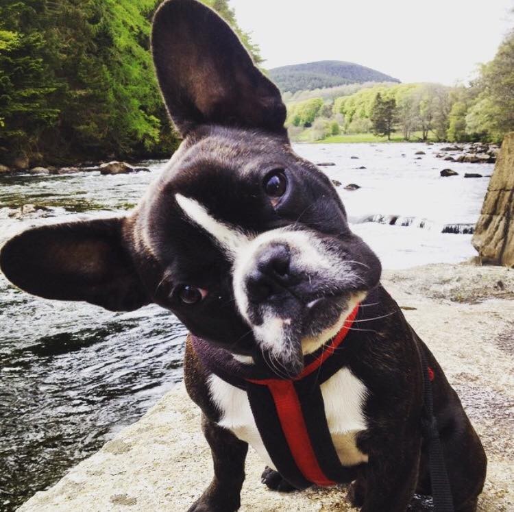 Thanks to Chloe for sending in this gorgeous picture of Rocco chilling by the river.  We love the head tilt pose, super cute!