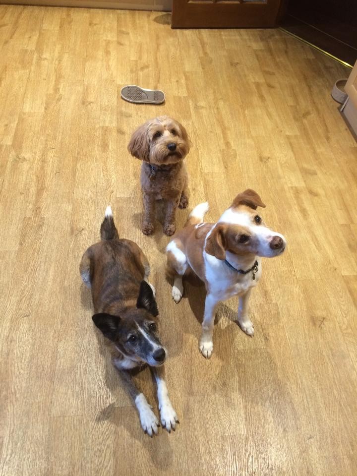 Linda Hill sent us in this cute pack of pooches.  With Stella on the left, Cousin Hamish in the middle and Millie.  Looking good guys!