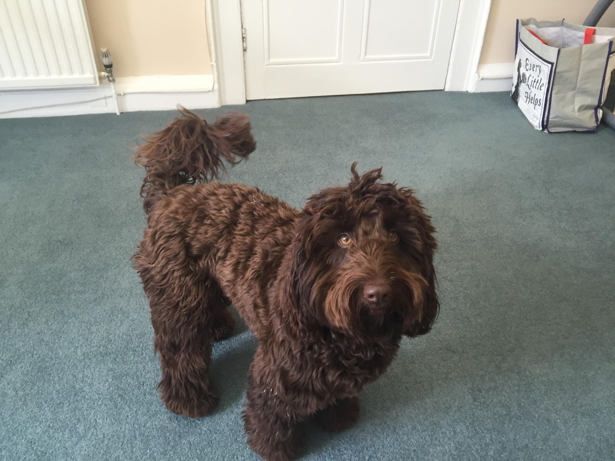 Dougall looks like a big teddy bear! So Cute! Thanks to Lady Miss Emma for sharing this picture, you can check her out on our Podcast, sometimes Dougal even has a chat too!