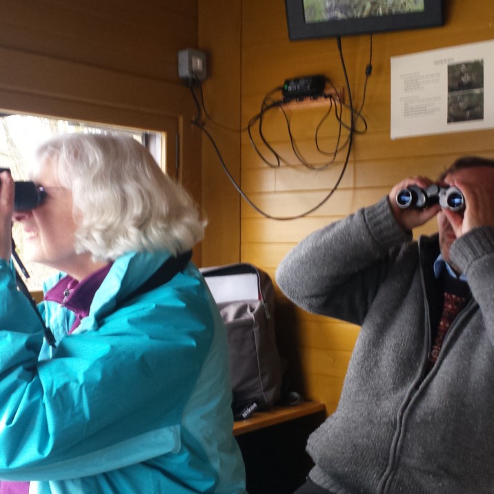 Osprey Watching at Loch of the Lowes in Perthshire.