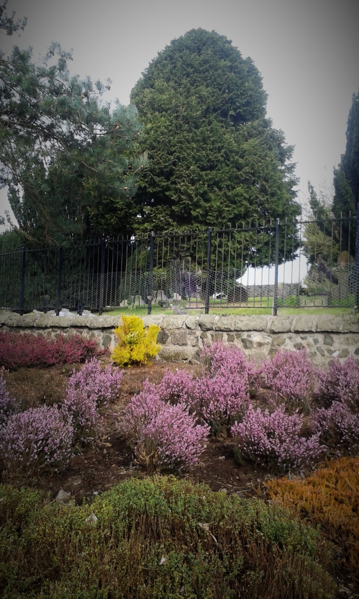 The herb gardens and the Rodney gardens