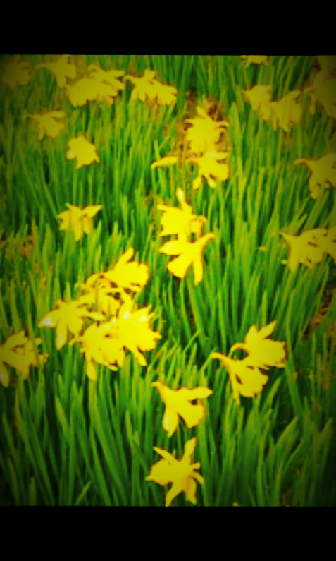 the daffodils at scone palace