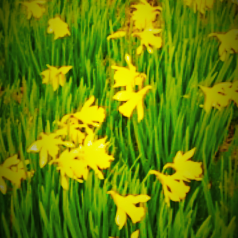 the daffodils at scone palace