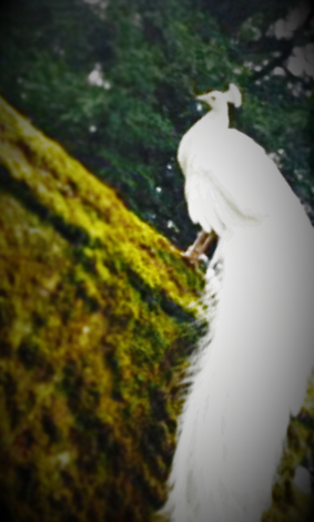 There were 3 peacocks but this one posed the most.