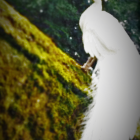 There were 3 peacocks but this one posed the most.