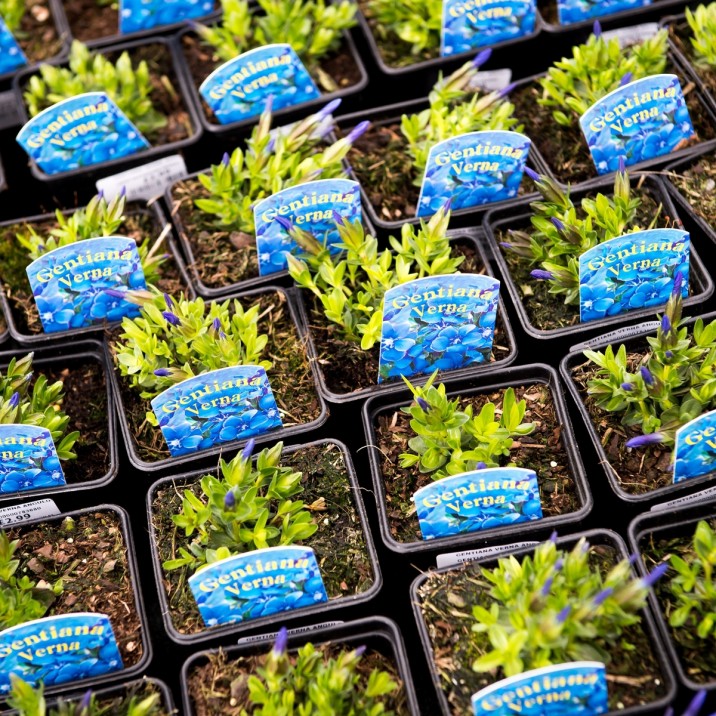 Alpine plants in the Glendoick Garden Centre, Perthshire.