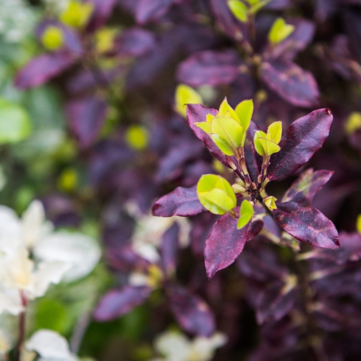 The gardens at Glendoick Garden Centre are open April and May.
