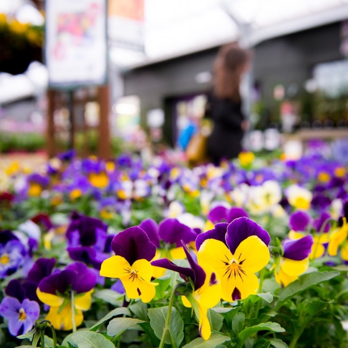 Pansies for sale at Glendoick Garden Centre.