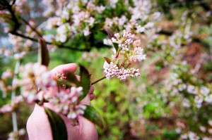 GLENDOICK REVIEW pale pink