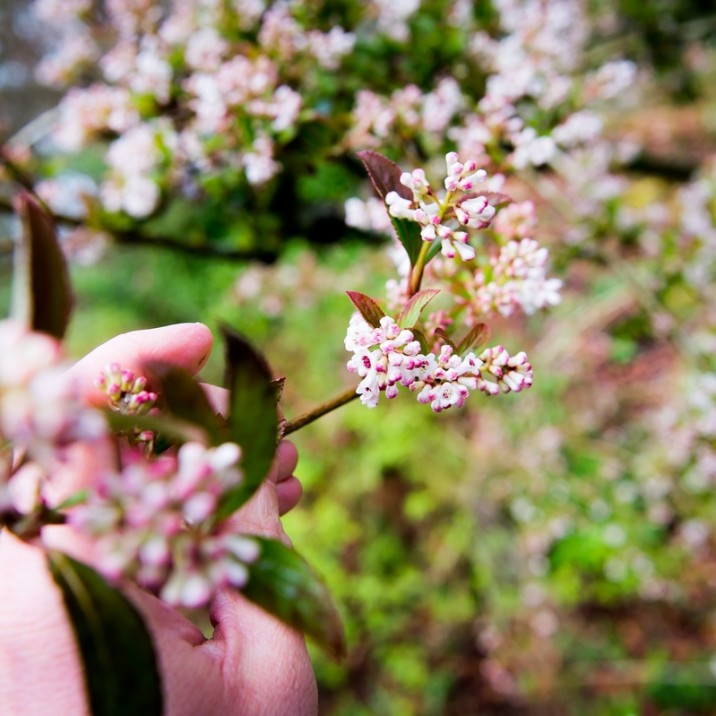 GLENDOICK REVIEW pale pink